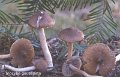 Inocybe gausapata-amf1036